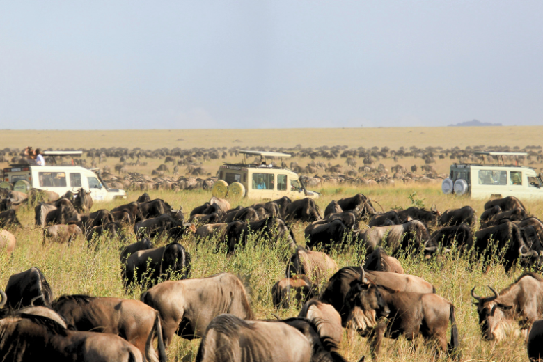 Safari en el Serengeti: la vida salvaje en libertad
