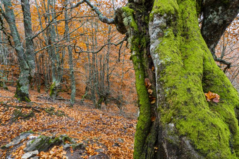 Bosques antiguos y primarios de hayas de los Cárpatos y otras regiones de Europa (2007, 2011, 2017, 2021)