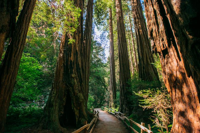 Caminar entre gigantes en el Parque Nacional de las Secuoyas