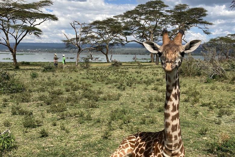 Crescent Island (Naivasha): paseo entre jirafas