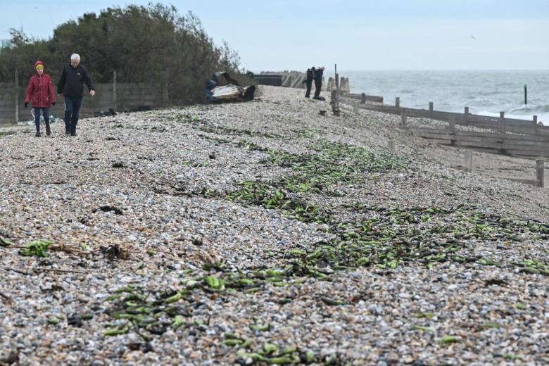 Según la legislación del Reino Unido, cualquier cosa arrastrada por un naufragio debe notificarse al Receptor de Naufragios de la Guardia Costera. La Guardia Costera advirtió que cualquier persona que no declare los artículos en un plazo de 28 días estaría infringiendo la ley y podría enfrentarse a medidas coercitivas.