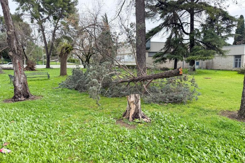 KRISTIN BORRASCA CORDOBA ARBOLES ARRANCADOS LLUVIA