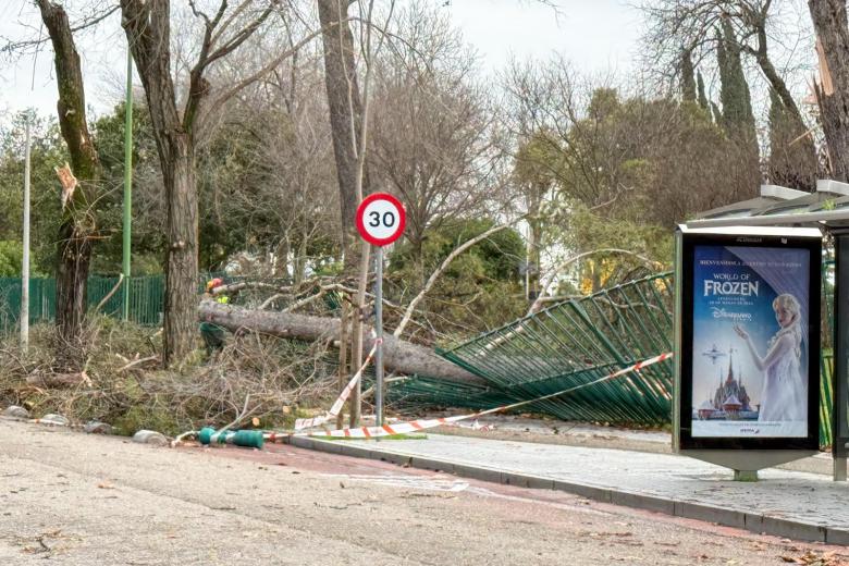 KRISTIN BORRASCA CORDOBA ARBOLES ARRANCADOS LLUVIA