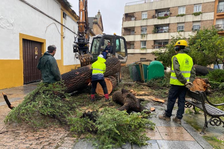 Caída de un árbol en la plaza del Cardenal Toledo (Córdoba) por la borrasca Leonardo