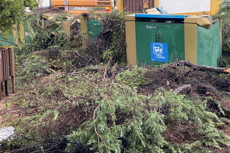 Caída de un árbol en la plaza del Cardenal Toledo (Córdoba) por la borrasca Leonardo