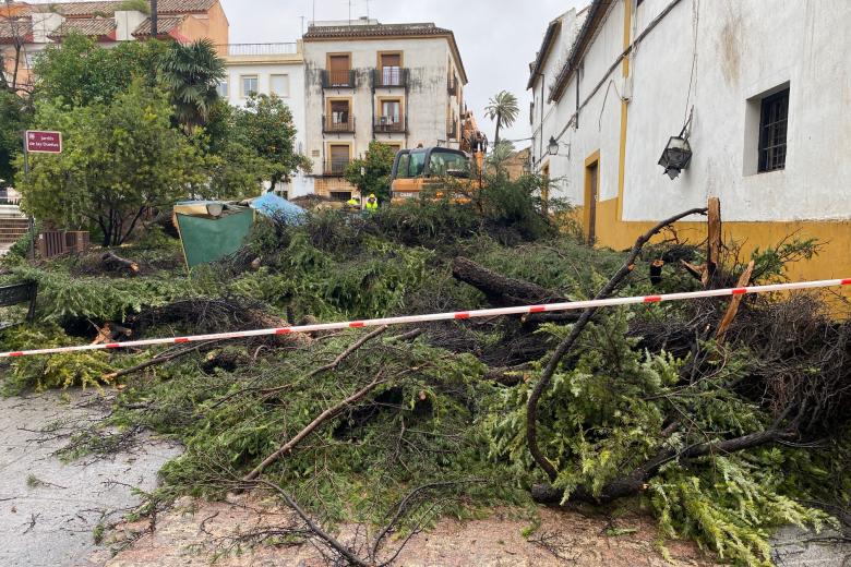 Caída de un árbol en la plaza del Cardenal Toledo (Córdoba) por la borrasca Leonardo
