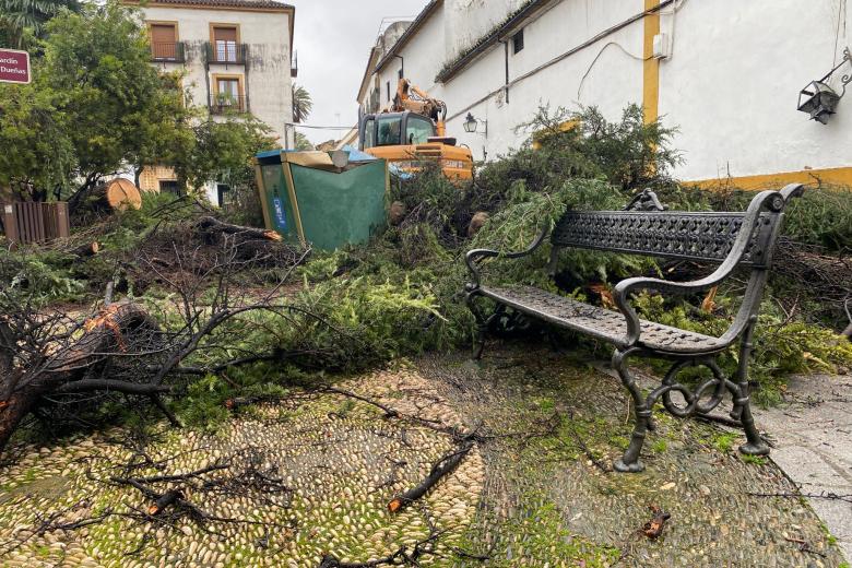 Caída de un árbol en la plaza del Cardenal Toledo (Córdoba) por la borrasca Leonardo