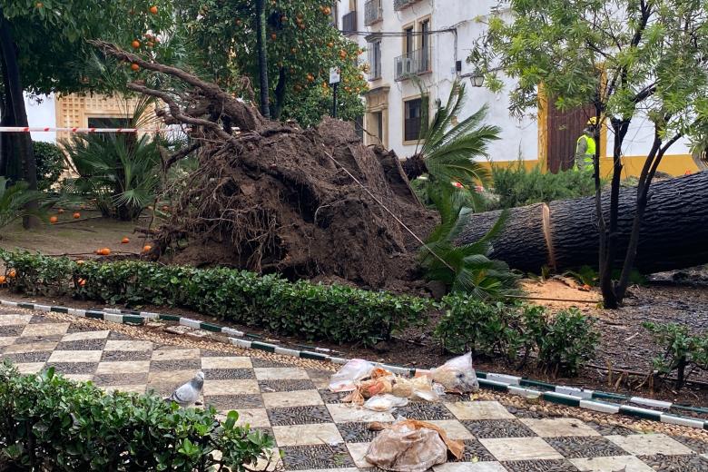 Caída de un árbol en la plaza del Cardenal Toledo (Córdoba) por la borrasca Leonardo
