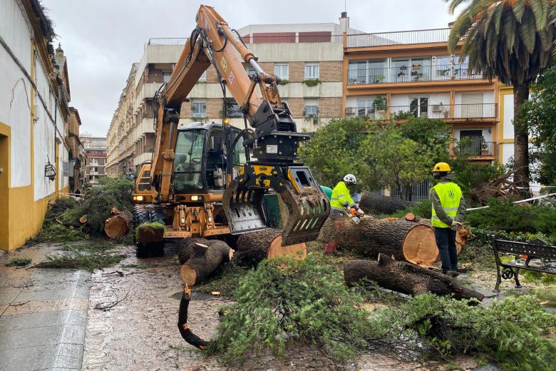 Caída de un árbol en la plaza del Cardenal Toledo (Córdoba) por la borrasca Leonardo