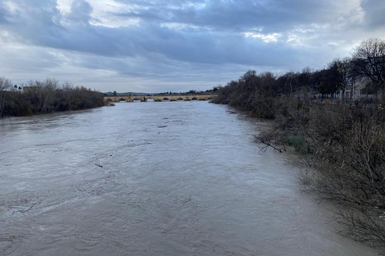 Estado del Guadalquivir el 5 de febrero de 2026 a su paso por Córdoba con 5,5 metros de altura