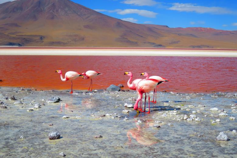 Laguna Colorada (Bolivia)