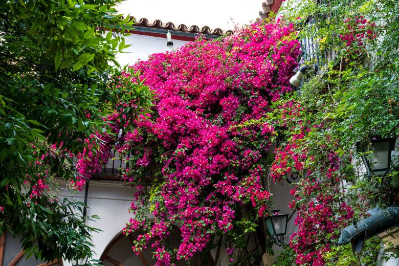 Patios de Córdoba 2026