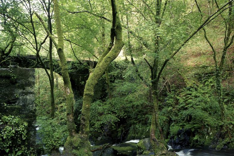 Fragas do Eume: un bosque digno de Escocia