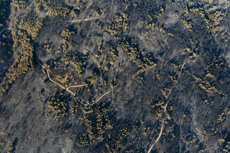 El incendio forestal de Burgohondo (Ávila) se encuentra actualmente en una situación estable, perimetrado y sin llama viva. Tras declararse el pasado 22 de julio, el fuego se ha convertido en uno de los más graves de la historia de España, con una estimación provisional de cerca de 50.000 hectáreas afectadas.