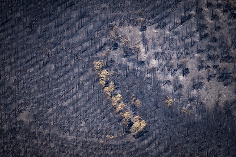 El incendio forestal de La Mierla (Guadalajara) se encuentra oficialmente controlado tras 20 días de intensa lucha contra el fuego. El Plan INFOCAM ha rebajado este lunes su nivel de peligrosidad a Nivel 0, lo que consolida la vuelta a la normalidad de la zona afectada. El fuego arrasó alrededor de 33.000 hectáreas, consolidándose como el mayor incendio forestal de la historia de Castilla-La Mancha y el segundo más extenso registrado en España.