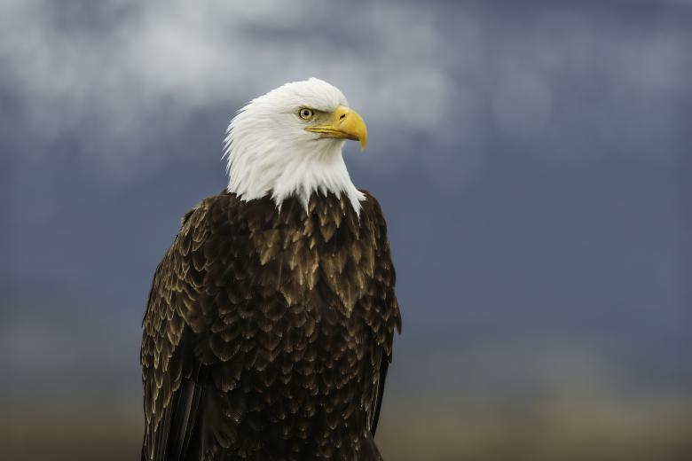 Águila calva