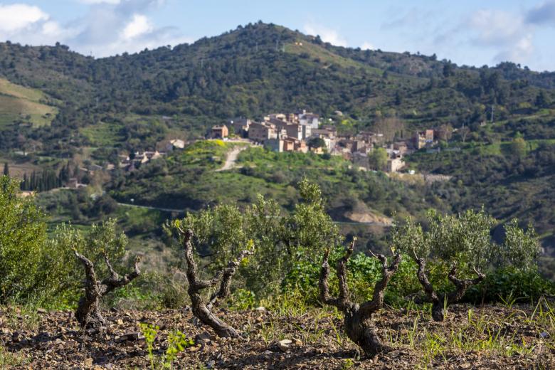 Vendimia y bodegas en el Priorat (Tarragona)