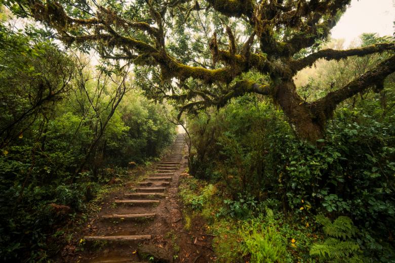 Bosque de laurisilva de Madeira (Portugal)