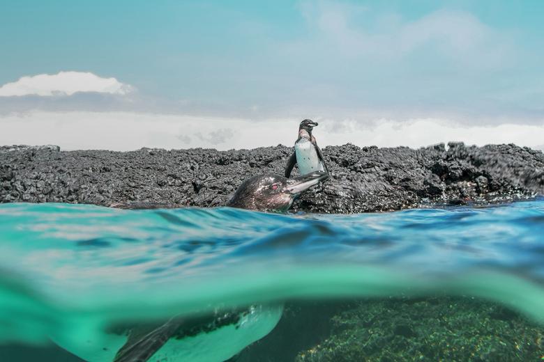 6. Realizar un crucero de expedición por Galápagos
