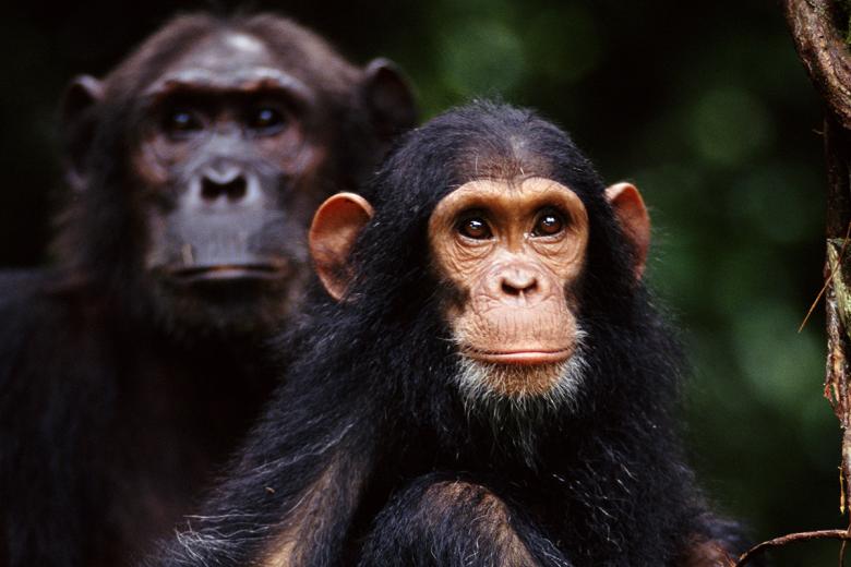 25. Hacer un safari a pie por Gombe (Tanzania)