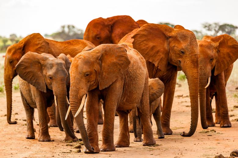Parque Nacional de Tsavo, Kenia