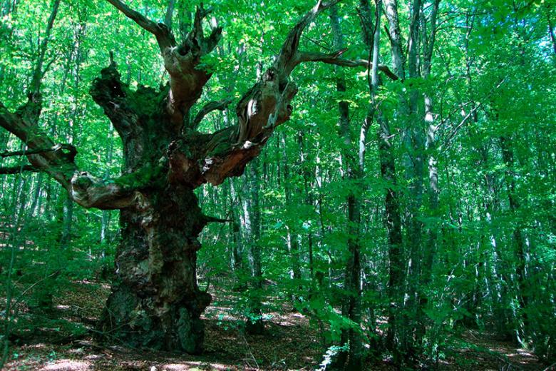 Bosque de Orgi (Navarra)