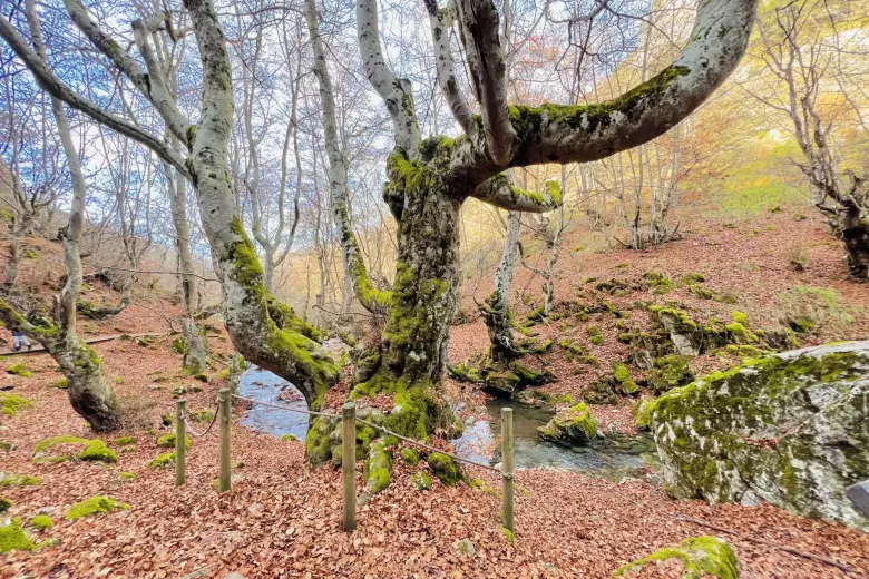 Faedo de Ciñera (León)