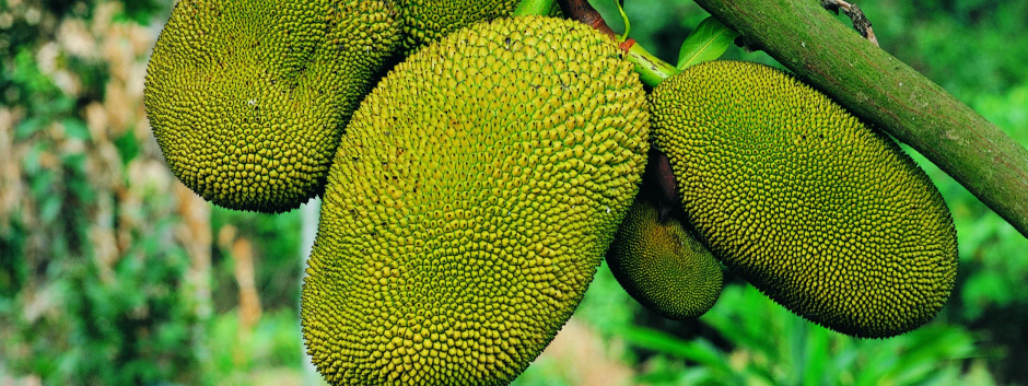 El árbol 'jackfruit' puede producir hasta 250 frutos en su mejor época