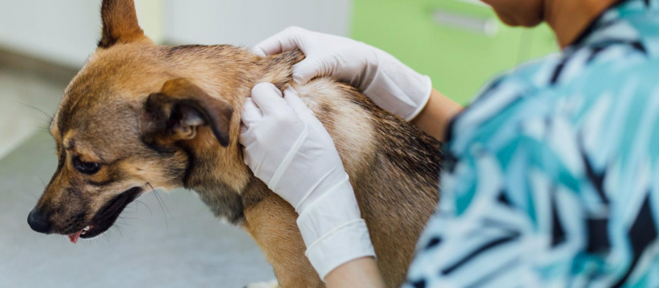 Un veterinario examinando a un perro