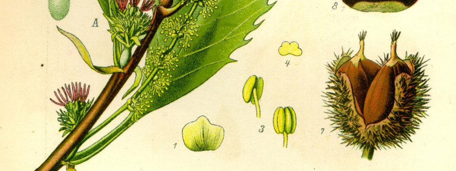 Grabado de Otto Wilhelm Thomé, 1885. Flores, frutos y hojas del castaño