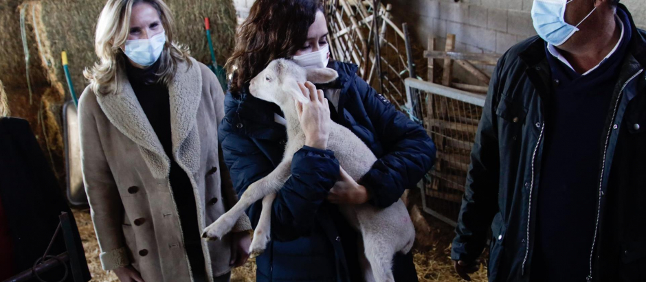 Isabel Díaz Ayuso  abraza a carnero durante una visita a una explotación de ganado ovino