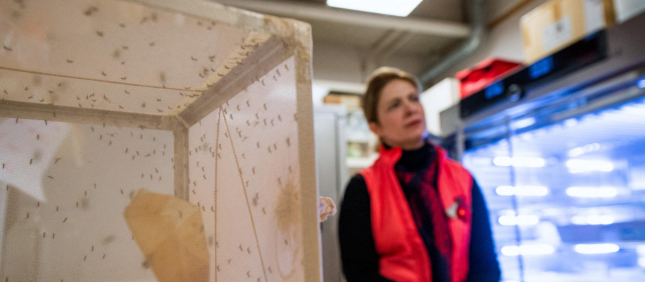 La investigadora Noushin Emami, junto a una jaula llena de mosquitos en su laboratorio de la Universidad de Estocolmo, el pasado mes de diciembre