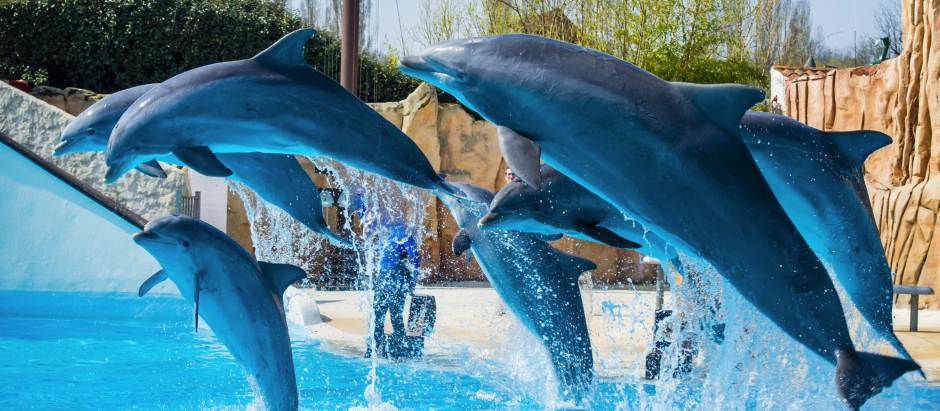 Delfines en cautividad, foto de archivo