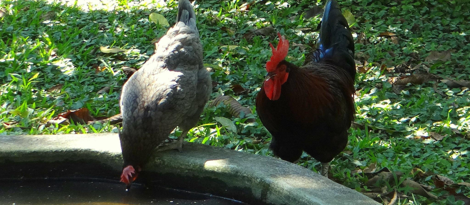 Dos gallinas en libertad