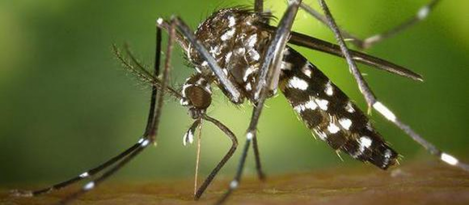 El mosquito Aedes Aegypti es el principal transmisor del dengue