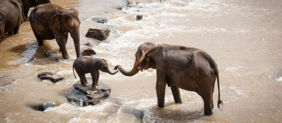 Los elefantes serían algunos de los animales en los que se ha detectado comportamientos extraños antes de desastres naturales