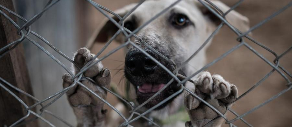 Un perro abandonado en un refugio de Nicaragua