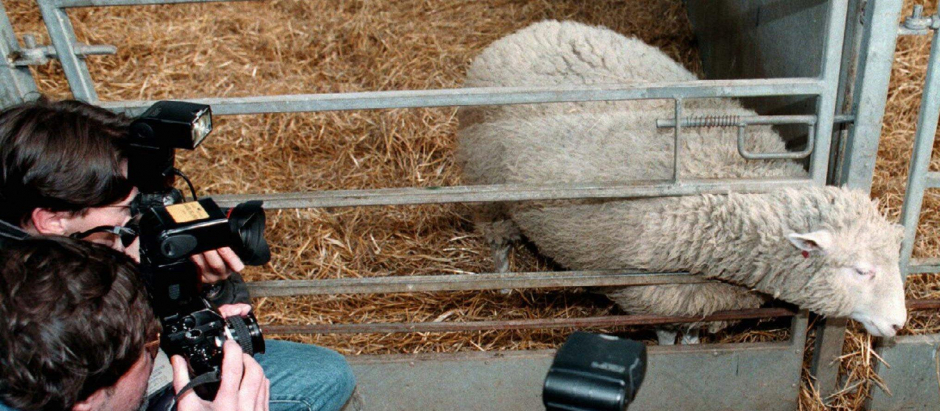 La oveja Dolly, el 25 de febrero de 1997 en el Instituto Roslin (Escocia)