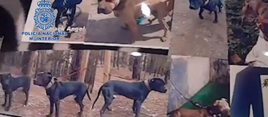 Imagen de los perros peligrosos difundida por la Policía Nacional tras la operación que desarticuló la red