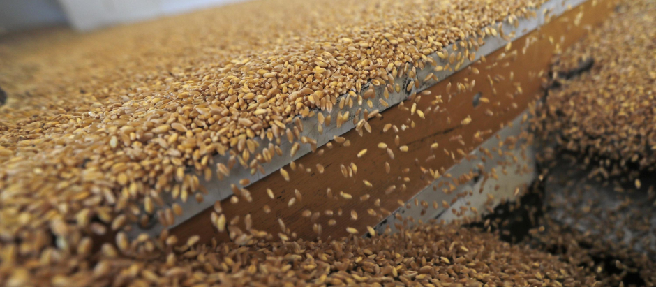 Granos de trigo siendo procesados para su exportación