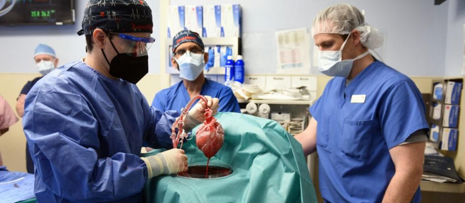 Corazón de cerdo utilizado en el trasplante