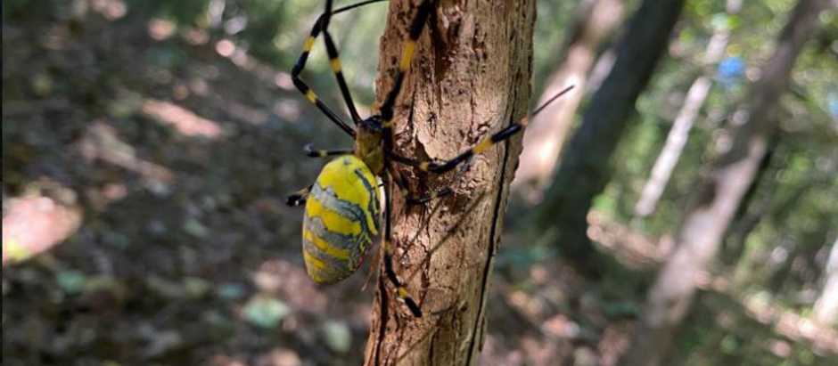 Una araña Joro en Georgia (EE. UU.)