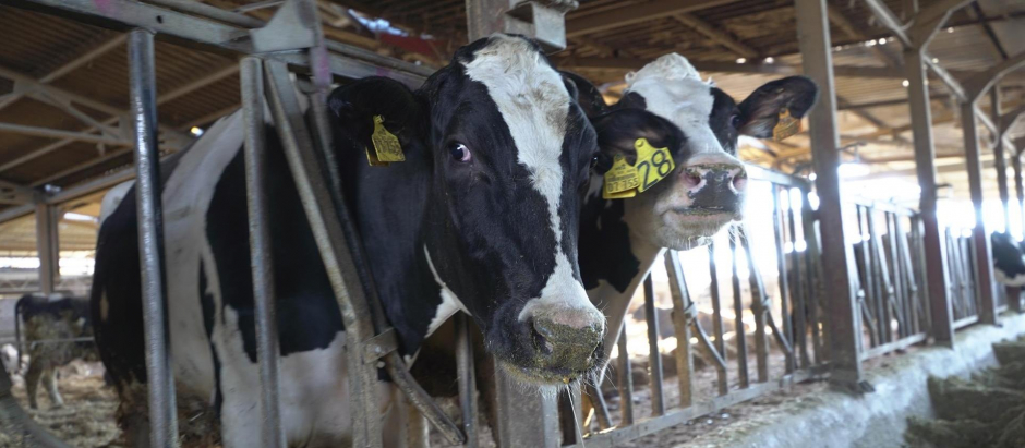 Dos vacas lecheras en la granja de Las Nieves (Logroño).