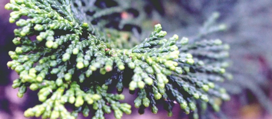 Los cipreses y las plantas arizónicas son las responsables de las alergias que se producen en invierno