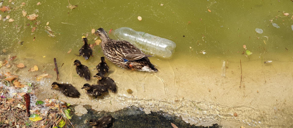 Una hembra de ánade real con sus crías nadando entre suciedad y una botella de plástico en el lago del Parque Juan Carlos I de Madrid
