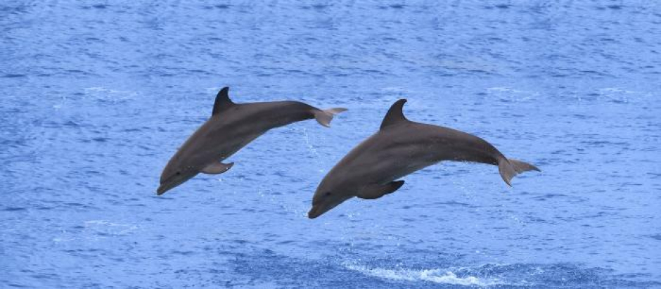 Delfines en el océano, foto de archivo