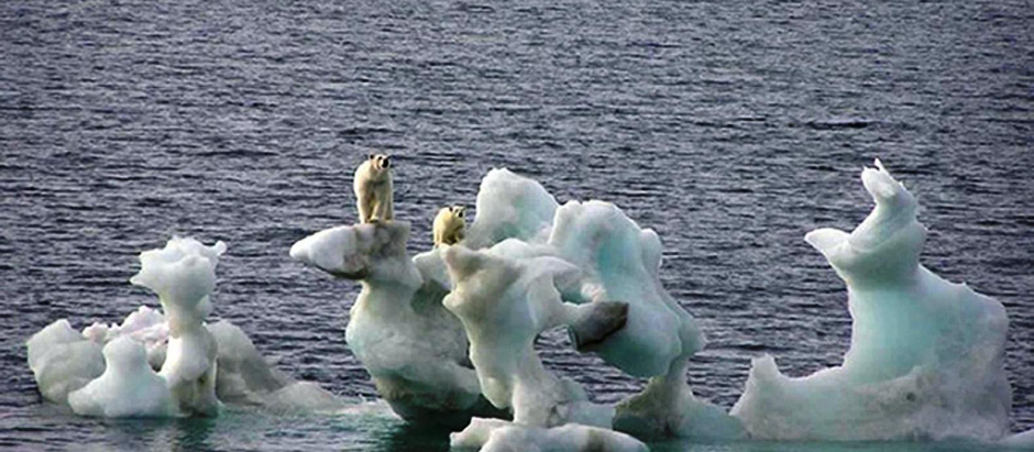 Osos polares en el norte de Alaska