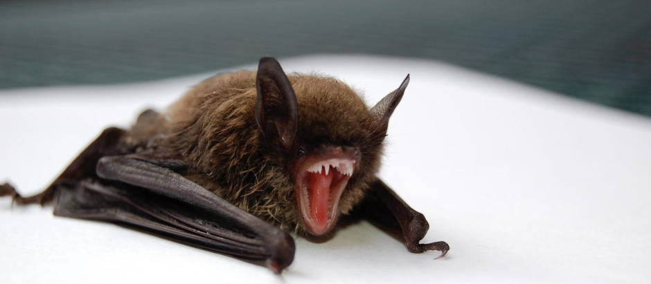 El virus encontrado en un murciélago ruso podría afectar a los humanos.
