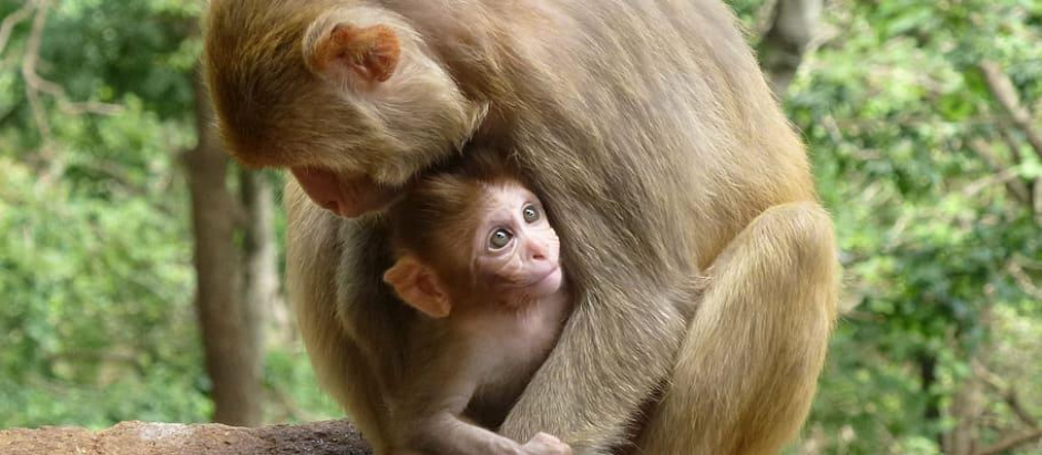 En España se han registrado ocho casos de la viruela del mono