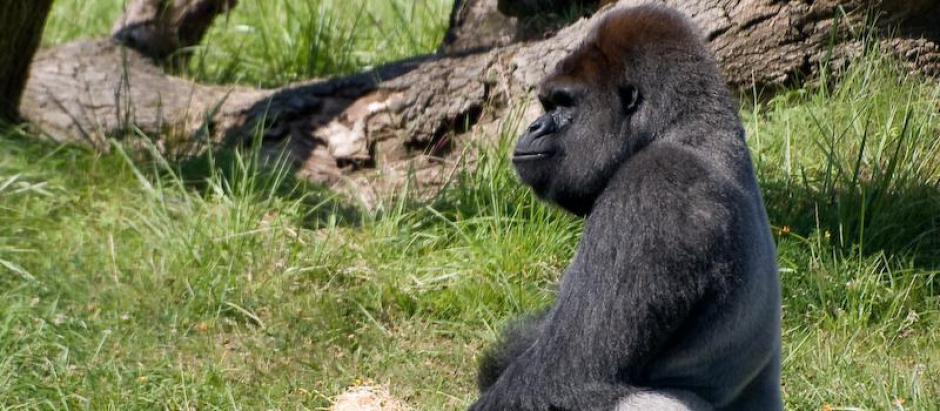 Se van a repetir las muestras de los gorilas para secuenciar el virus